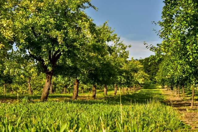 Plum Trees