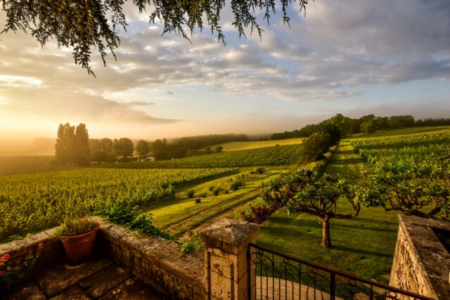 Vignoble