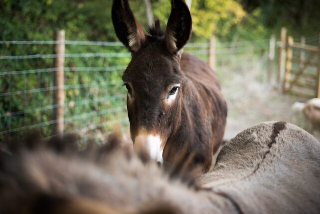 Animaux