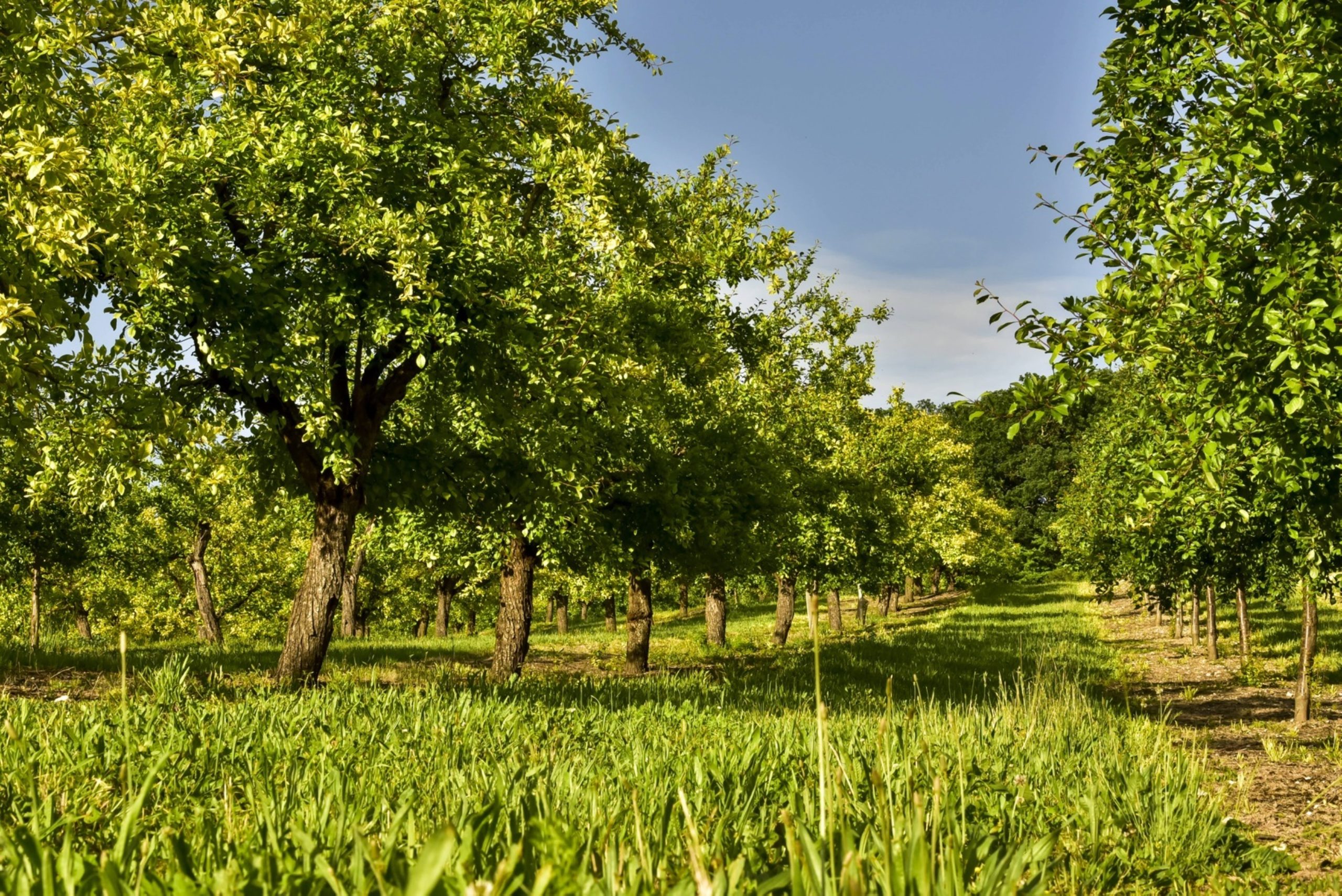 Château Thénac – A timeless setting, a land like no other.