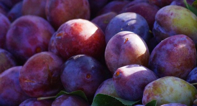 Plum Trees