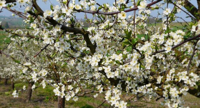 Plum Trees